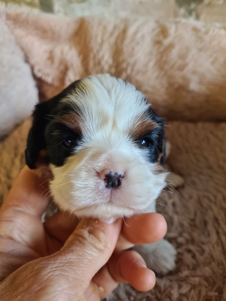 de Paline - Chiots disponibles - Cavalier King Charles Spaniel