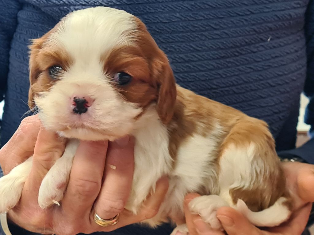 de Paline - Chiots disponibles - Cavalier King Charles Spaniel