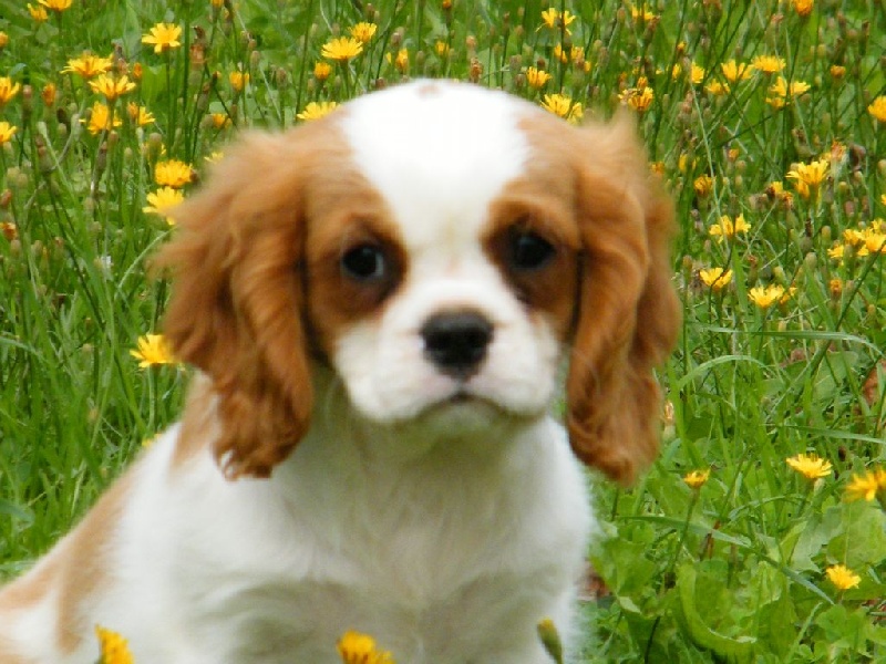 Chiot Cavalier King Charles Spaniel de Paline