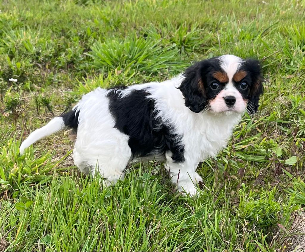 de Paline - Chiots disponibles - Cavalier King Charles Spaniel