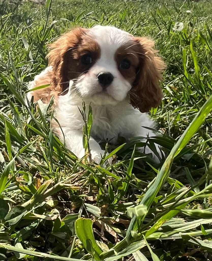de Paline - Chiots disponibles - Cavalier King Charles Spaniel