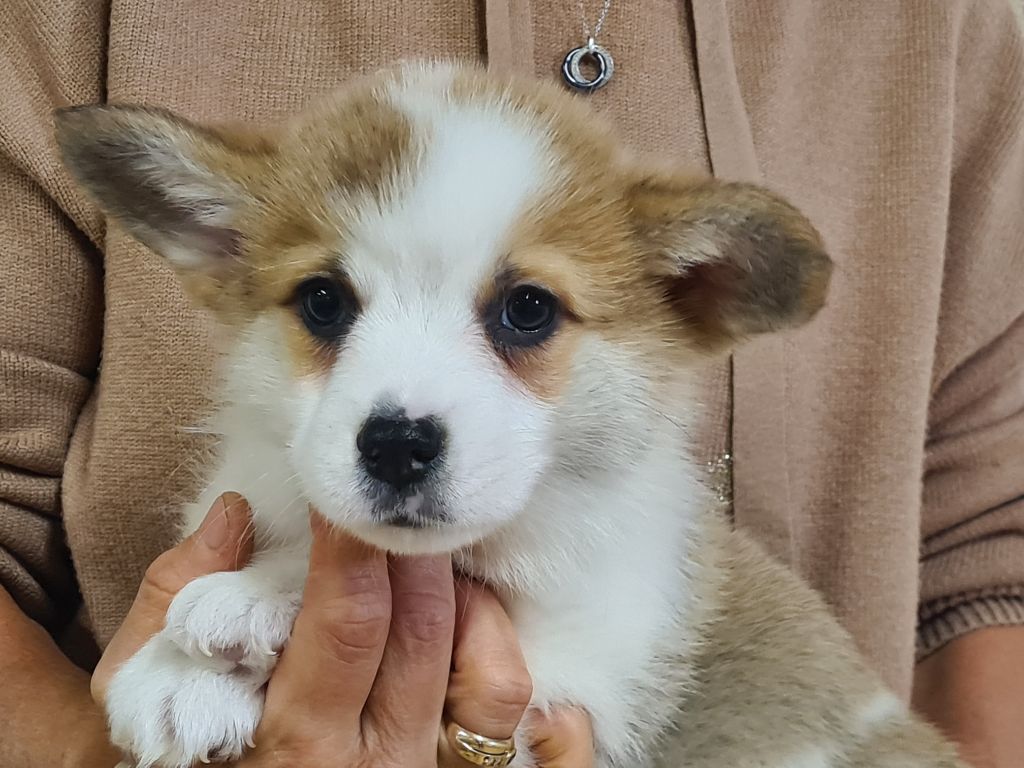 de Paline - Chiots disponibles - Welsh Corgi Pembroke