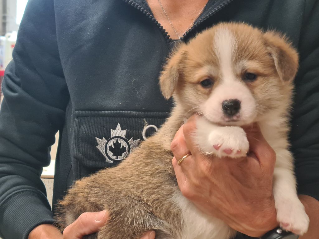 Chiot Welsh Corgi Pembroke de Paline