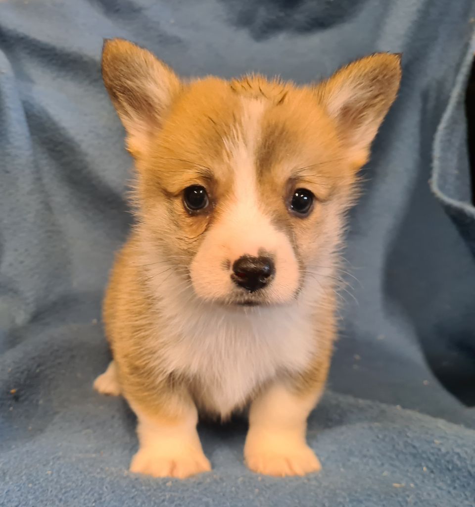 de Paline - Chiots disponibles - Welsh Corgi Pembroke