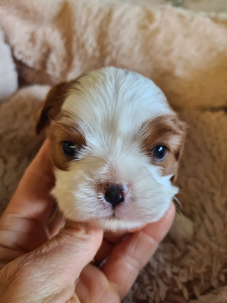 de Paline - Chiots disponibles - Cavalier King Charles Spaniel