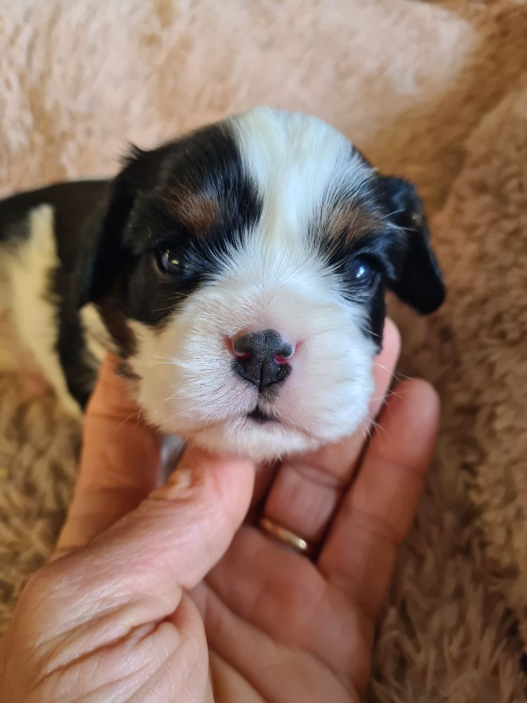 de Paline - Chiots disponibles - Cavalier King Charles Spaniel