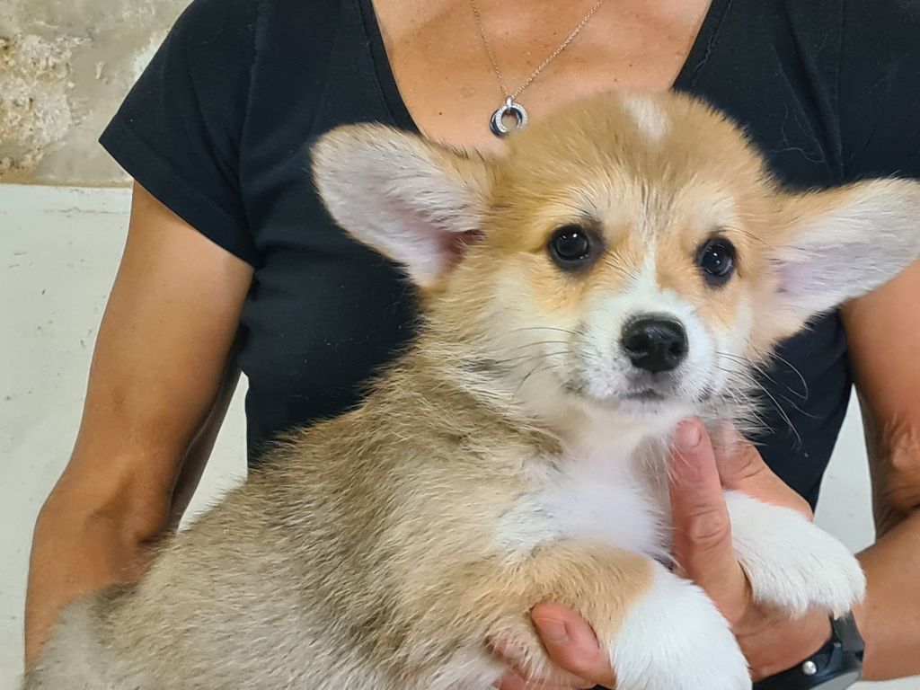 de Paline - Chiots disponibles - Welsh Corgi Pembroke