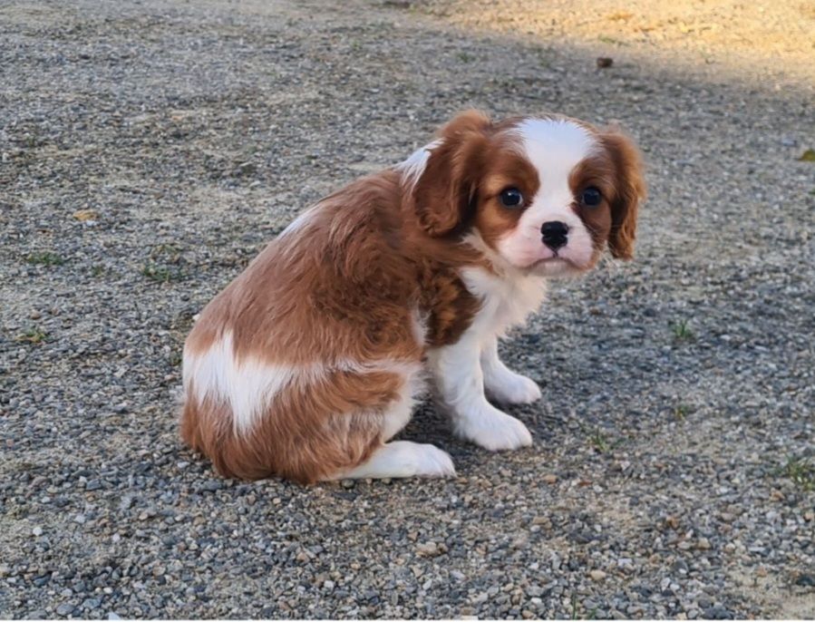 Chiot Cavalier King Charles Spaniel de Paline