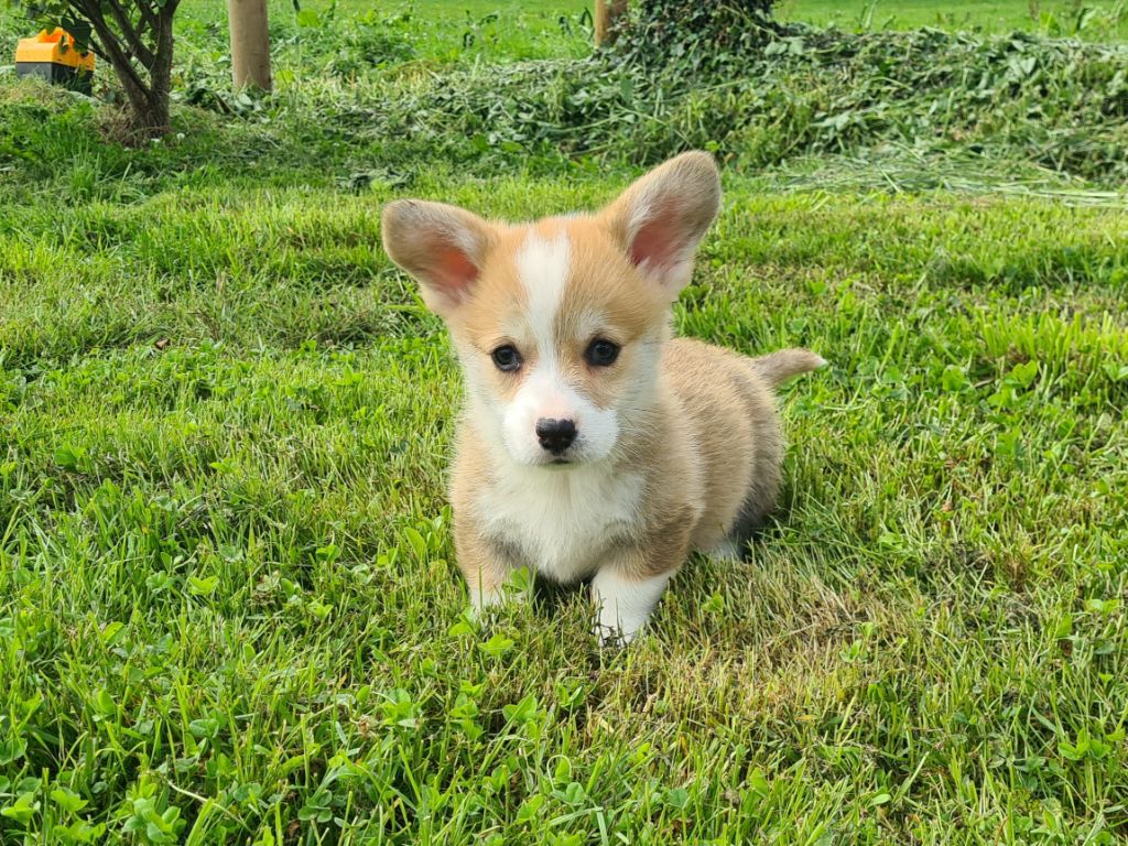 de Paline - Chiots disponibles - Welsh Corgi Pembroke