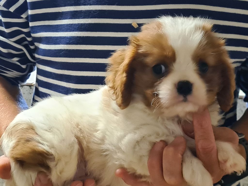 de Paline - Chiots disponibles - Cavalier King Charles Spaniel