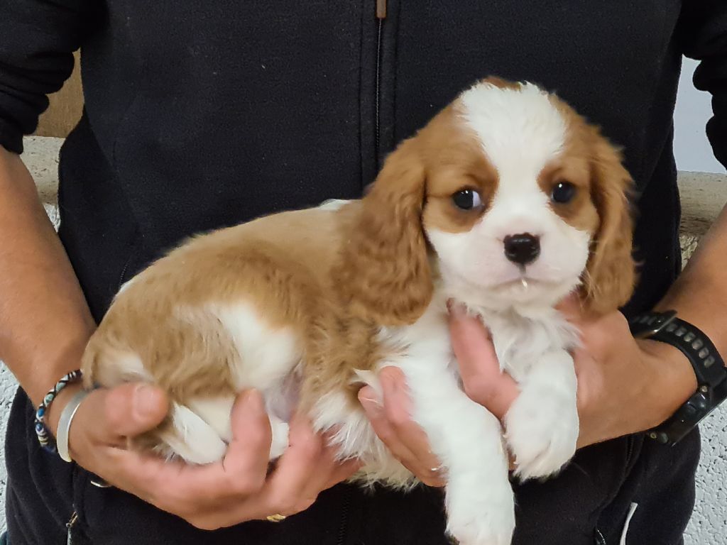 SAM