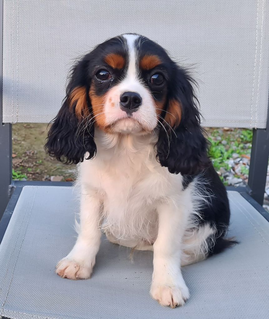 TOBY