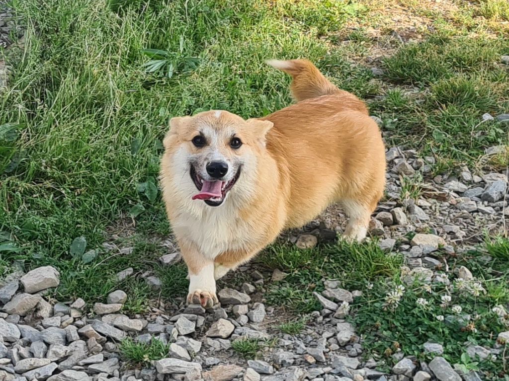 Chiot Welsh Corgi Pembroke de Paline