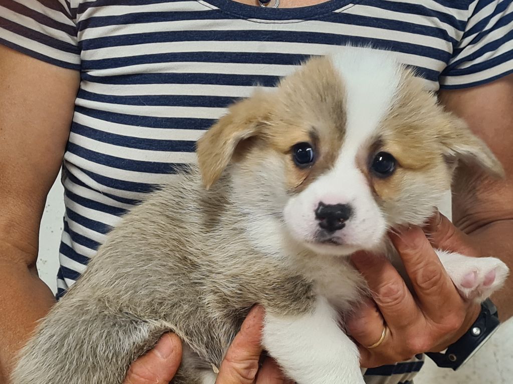 de Paline - Chiots disponibles - Welsh Corgi Pembroke