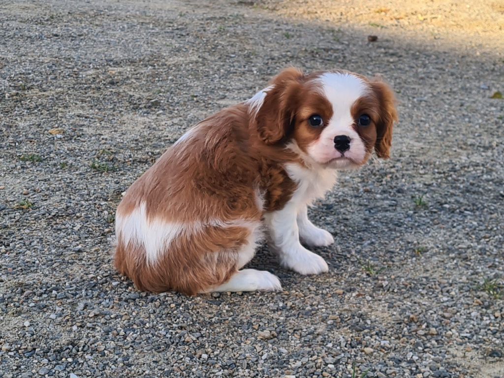 de Paline - Chiots disponibles - Cavalier King Charles Spaniel