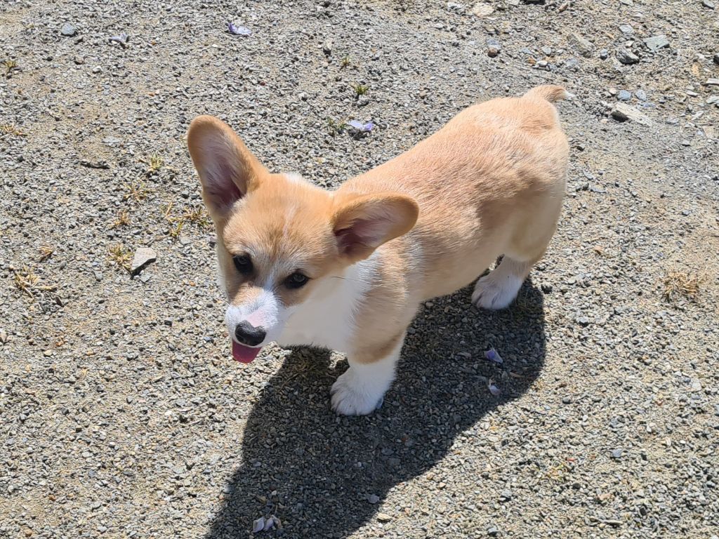 Chiot Welsh Corgi Pembroke de Paline