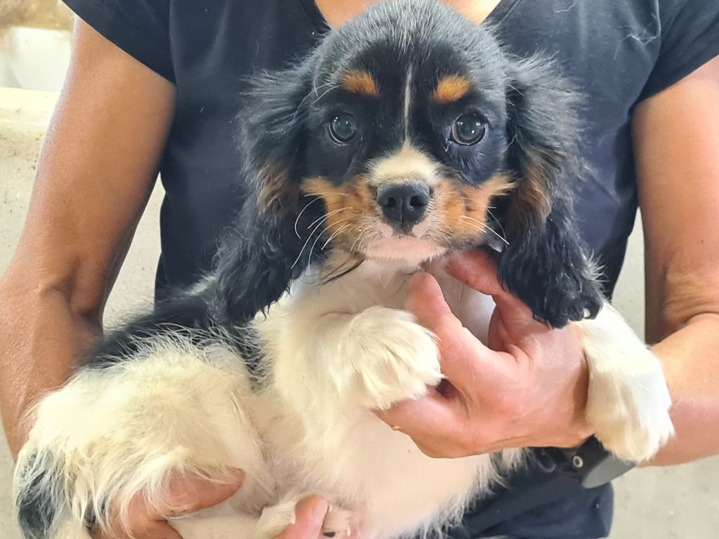 de Paline - Chiots disponibles - Cavalier King Charles Spaniel