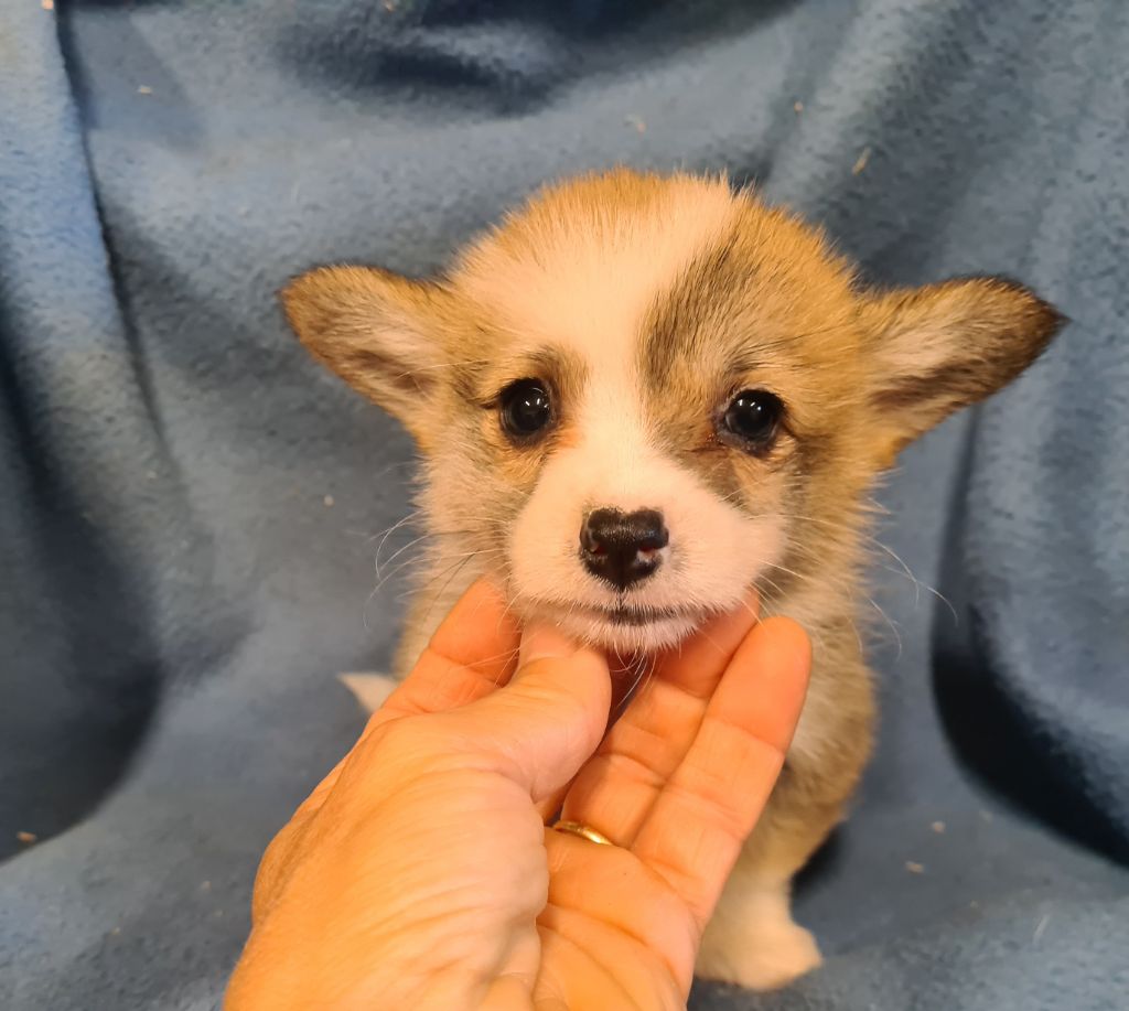 de Paline - Chiots disponibles - Welsh Corgi Pembroke