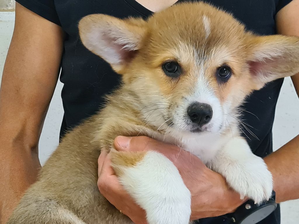 de Paline - Chiots disponibles - Welsh Corgi Pembroke
