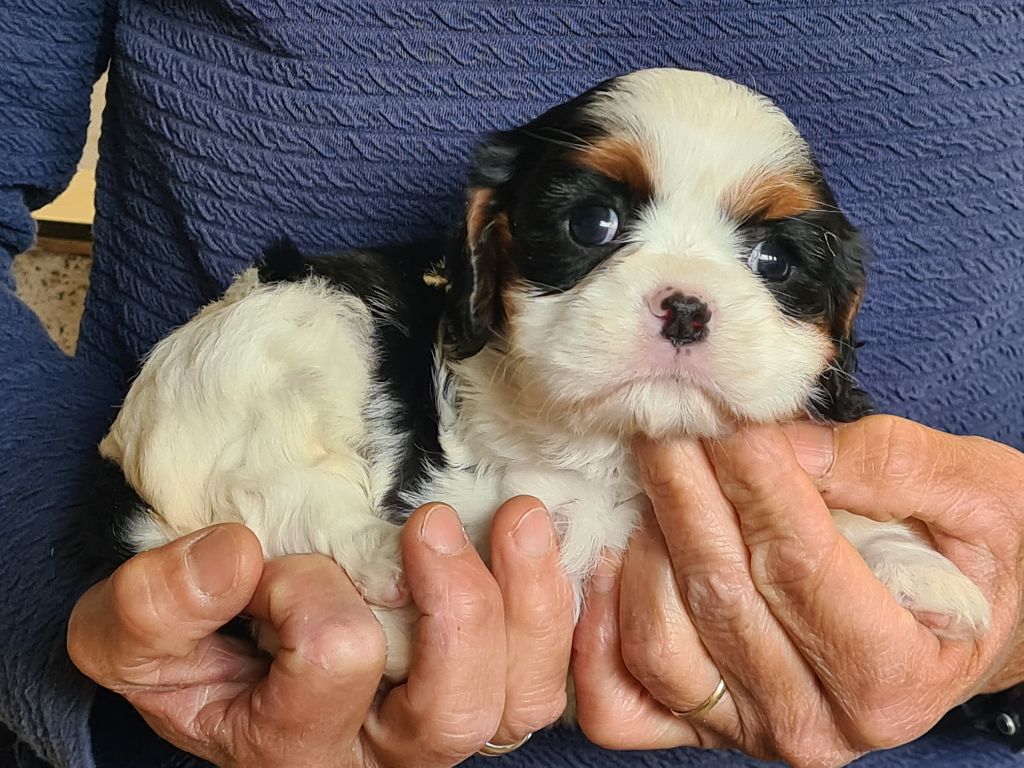 de Paline - Chiots disponibles - Cavalier King Charles Spaniel