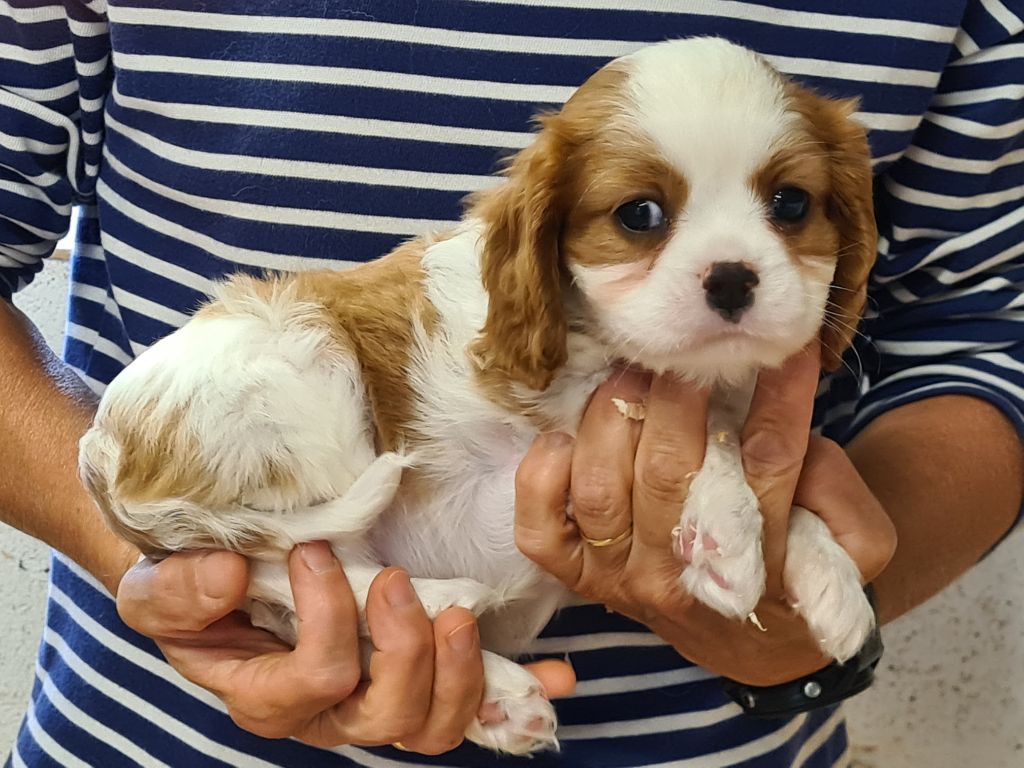 de Paline - Chiots disponibles - Cavalier King Charles Spaniel
