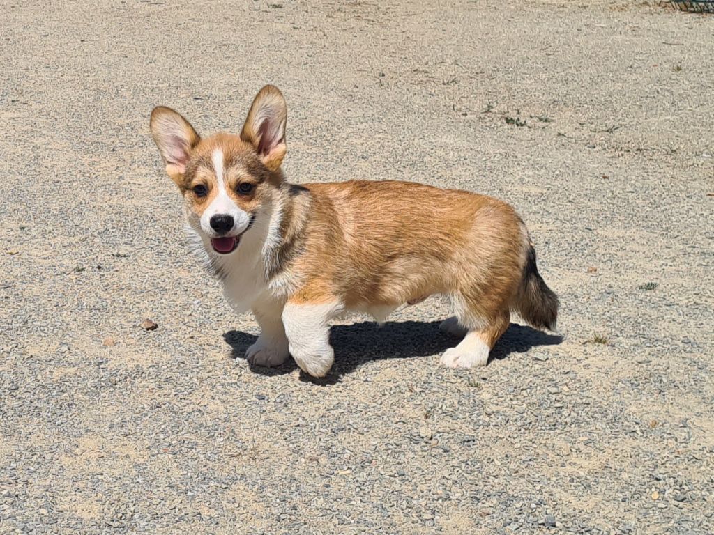 de Paline - Chiots disponibles - Welsh Corgi Pembroke