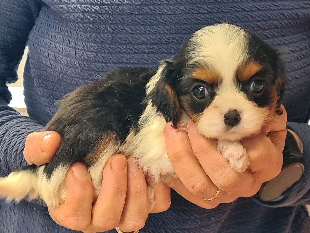 de Paline - Chiots disponibles - Cavalier King Charles Spaniel