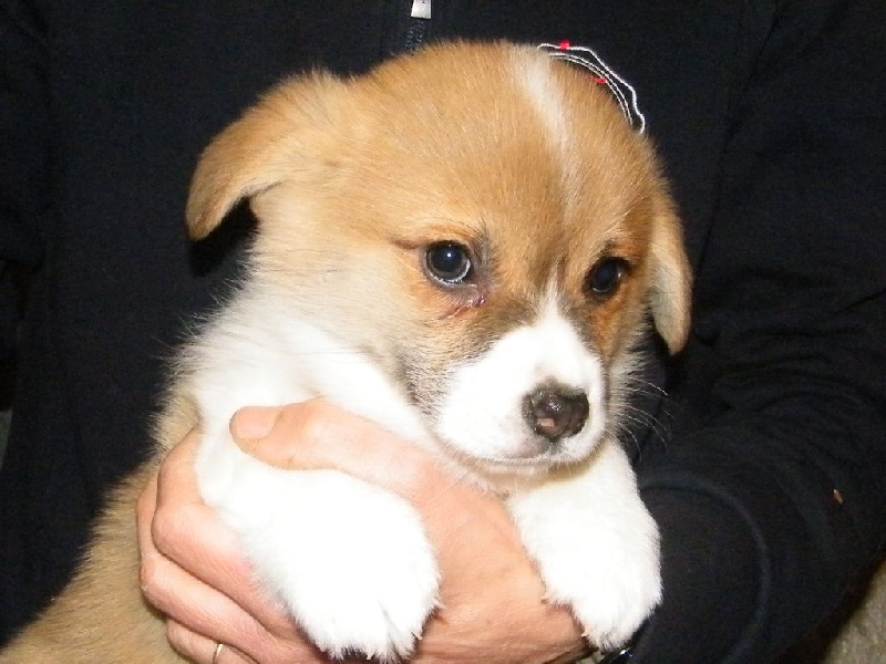 Chiot Welsh Corgi Pembroke de Paline