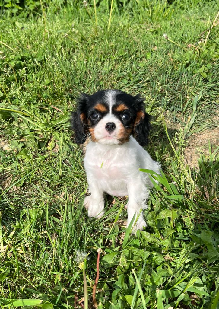 de Paline - Chiots disponibles - Cavalier King Charles Spaniel