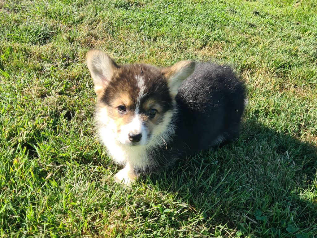 de Paline - Chiots disponibles - Welsh Corgi Pembroke