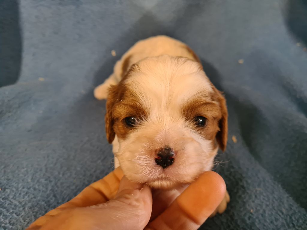 de Paline - Chiots disponibles - Cavalier King Charles Spaniel