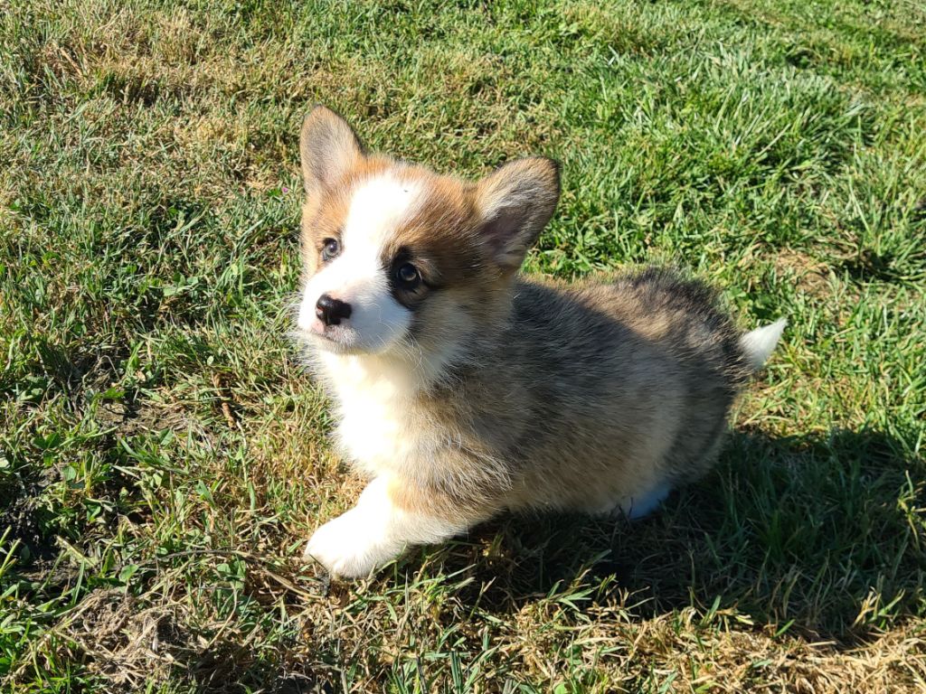 de Paline - Chiots disponibles - Welsh Corgi Pembroke
