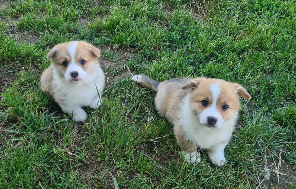 Chiot Welsh Corgi Pembroke de Paline