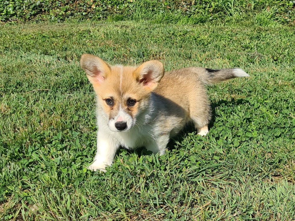 de Paline - Chiots disponibles - Welsh Corgi Pembroke