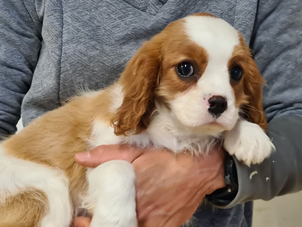 Chiot Cavalier King Charles Spaniel de Paline