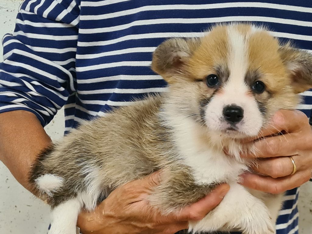 de Paline - Chiots disponibles - Welsh Corgi Pembroke