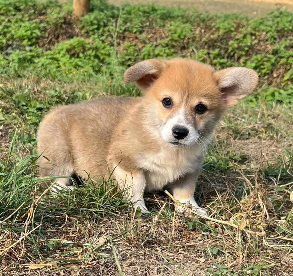 de Paline - Chiots disponibles - Welsh Corgi Pembroke