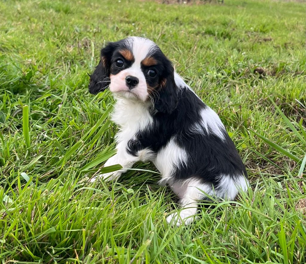de Paline - Chiots disponibles - Cavalier King Charles Spaniel