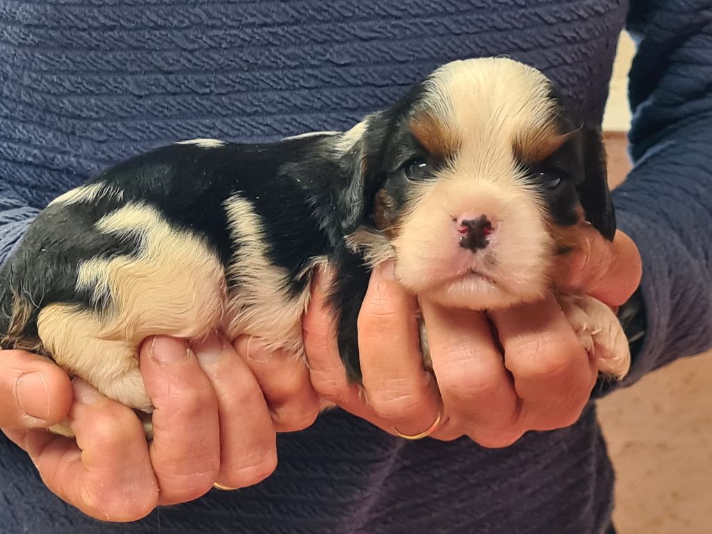 de Paline - Chiots disponibles - Cavalier King Charles Spaniel