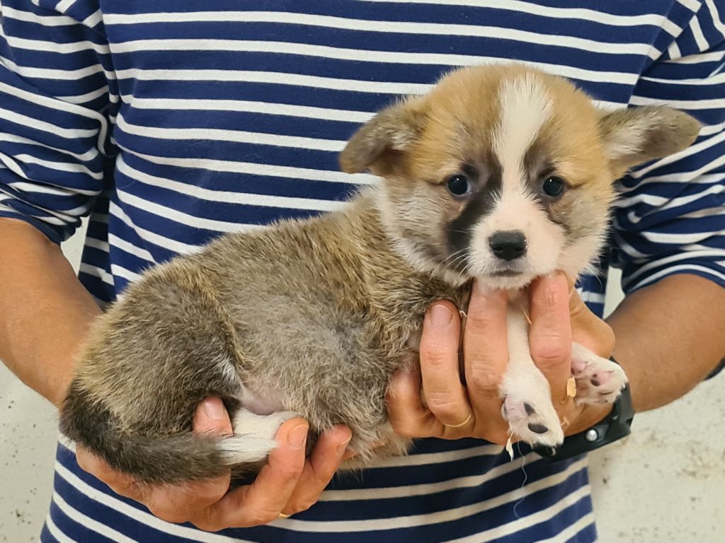 de Paline - Chiots disponibles - Welsh Corgi Pembroke