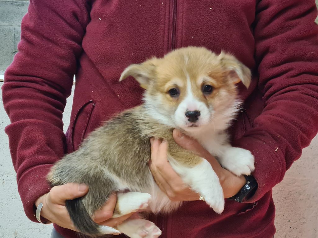 Chiot Welsh Corgi Pembroke de Paline