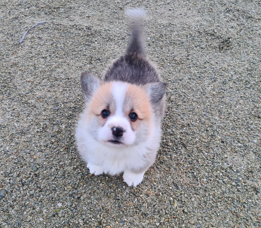 Chiot Welsh Corgi Pembroke de Paline
