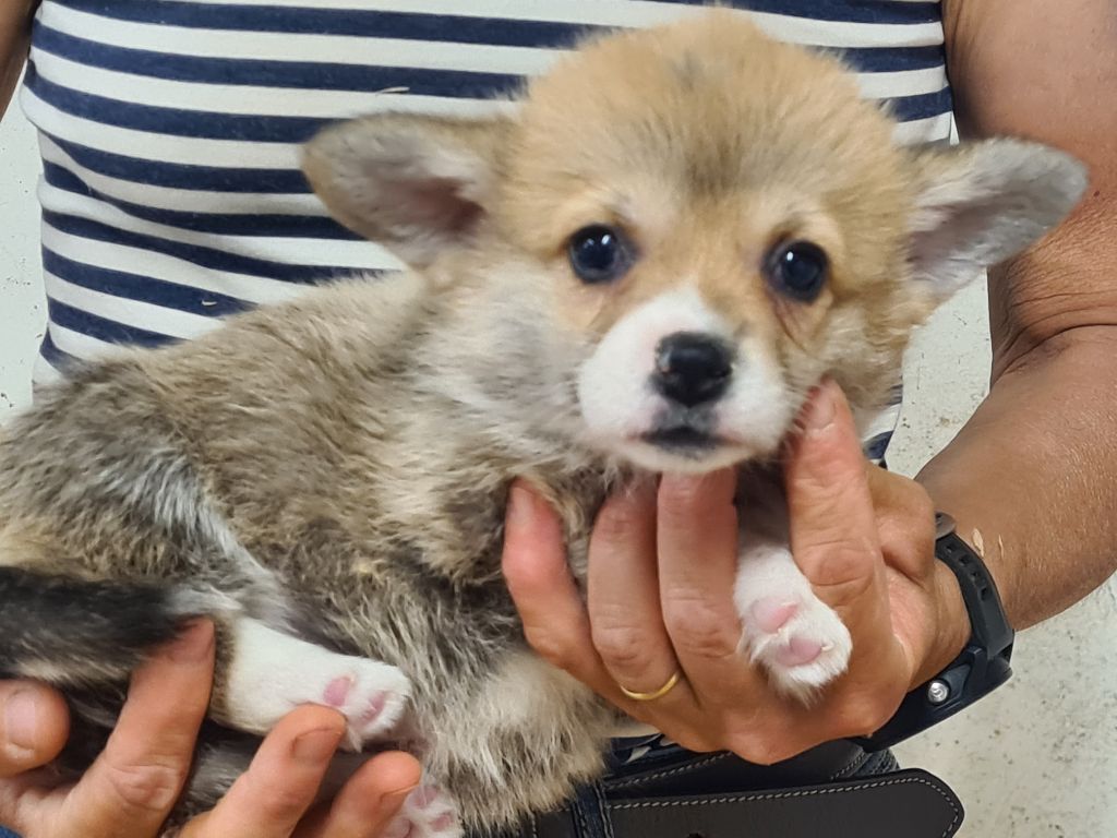 de Paline - Chiots disponibles - Welsh Corgi Pembroke