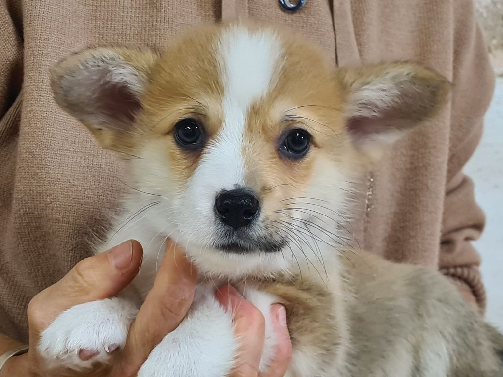 de Paline - Chiots disponibles - Welsh Corgi Pembroke
