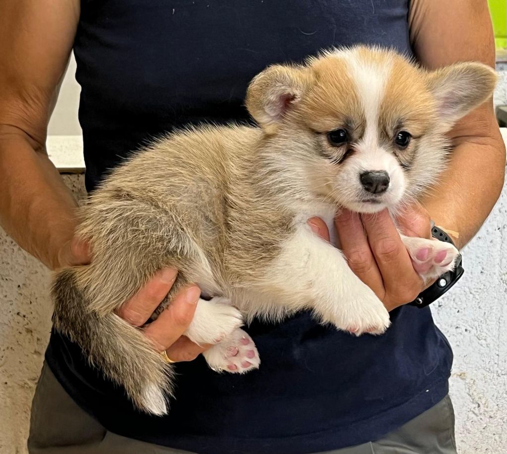 de Paline - Chiots disponibles - Welsh Corgi Pembroke