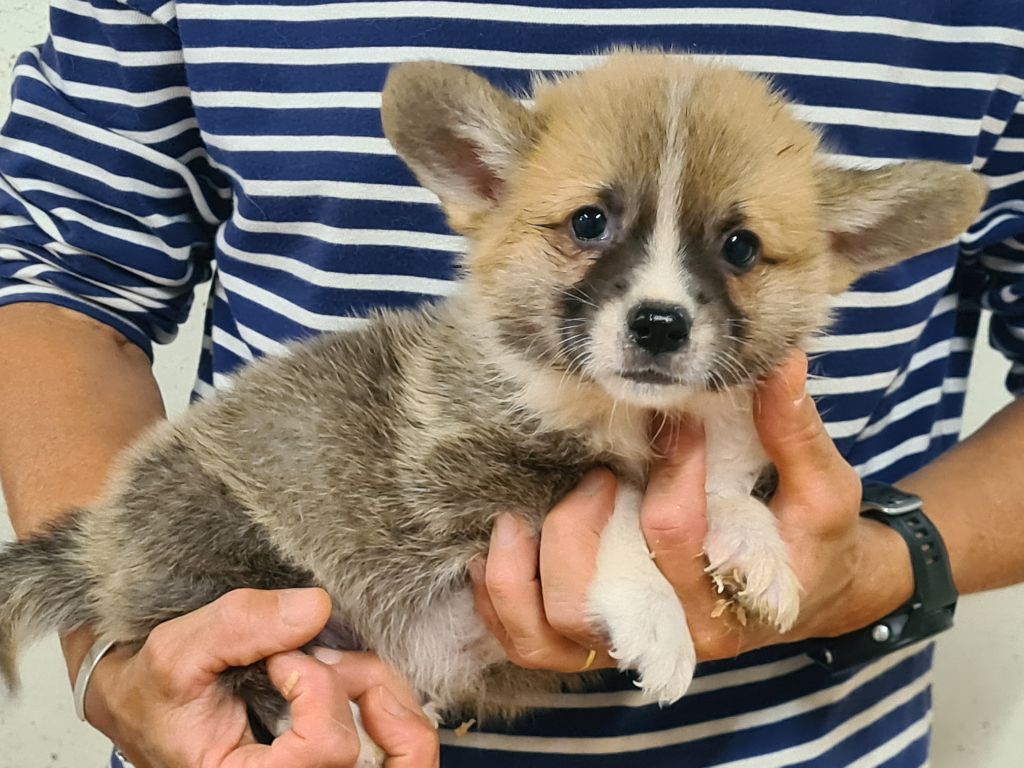 de Paline - Chiots disponibles - Welsh Corgi Pembroke