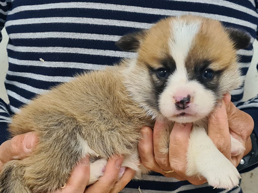 de Paline - Chiots disponibles - Welsh Corgi Pembroke