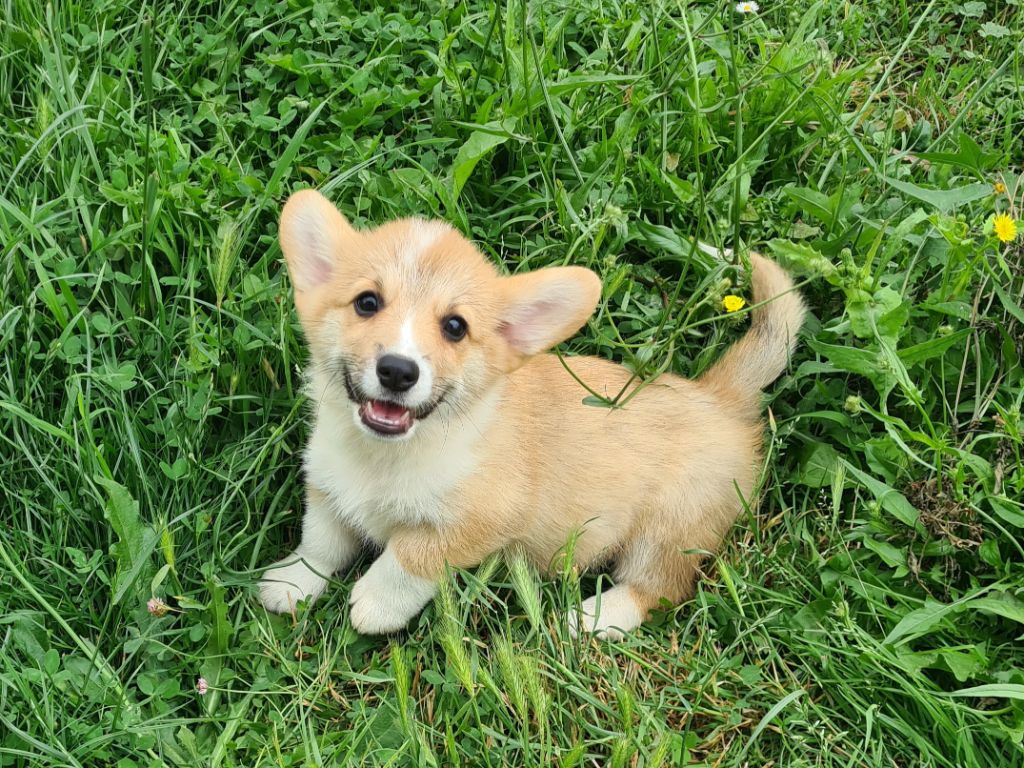 Chiot Welsh Corgi Pembroke de Paline