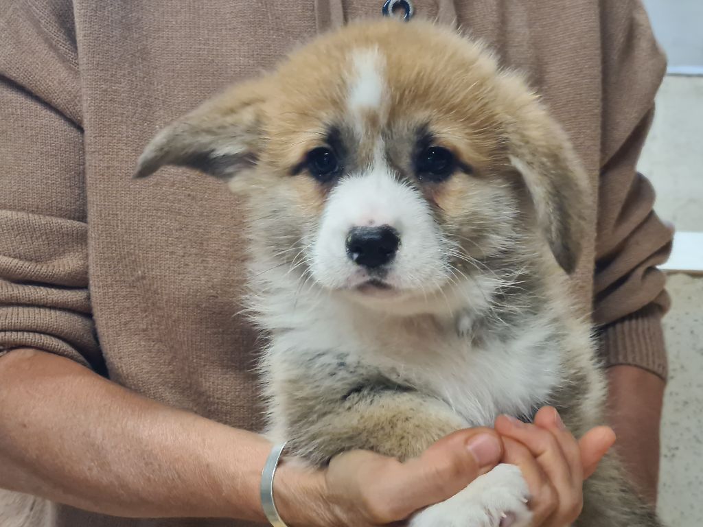 de Paline - Chiots disponibles - Welsh Corgi Pembroke