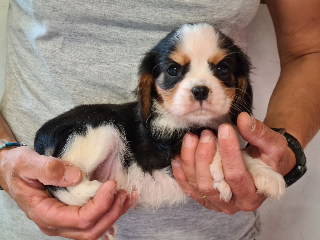 Chiot Cavalier King Charles Spaniel de Paline